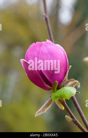 Piattino magnolia (Magnolia 'Black Tulip', Magnolia Black Tulip), cultivar Black Tulip Foto Stock
