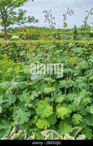 Papavero di pennacchio (Macleaya Microcarpa 'Kelway's Coral Plume', Macleaya Microcarpa Kelway's Coral Plume), cultivar Kelway's Coral Plume, in gemma Foto Stock