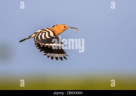 Hoopoe (Uppa epops), in volo, Romania Foto Stock