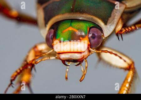 Grande scarabeo (Dytitscus marginalis), femmina, ritratto, Germania, Baden-Wuerttemberg Foto Stock