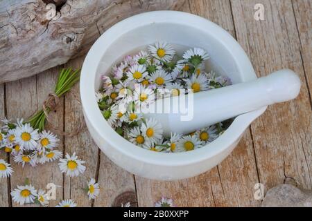 Margherita comune, margherita prato, margherita inglese (Bellis perennis), fiori in un mortaio, Germania Foto Stock