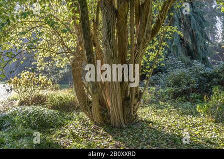 Amur honeysuckle (Lonicera maackii), Trunks, Repubblica Ceca, Praga Foto Stock