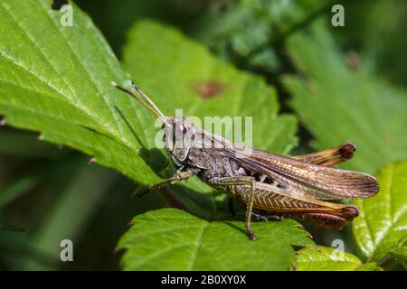 Cavalletta di montagna (Chorthippus albicarius), si trova su una foglia, in Germania Foto Stock