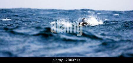 Delfino a clessidra, delfino dal lato bianco del sud (Lagenorhynchus cruciger), saltando fuori dall'acqua, Antartide Foto Stock