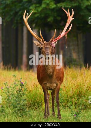 Cervi rossi (Cervus elaphus), dopo aver rimosso il velluto, vista frontale, Germania, Sassonia, Monti Erz Foto Stock