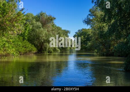 Foresta alluvionale nel Delta del Danubio, Romania, Delta del Danubio Foto Stock