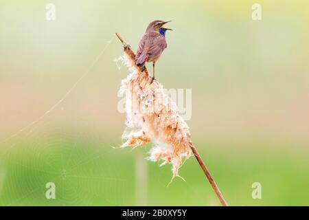 Bluegola (Luscinia svecica, Cyanosilvia svecia), si trova su un bullrush e canta, Paesi Bassi Foto Stock