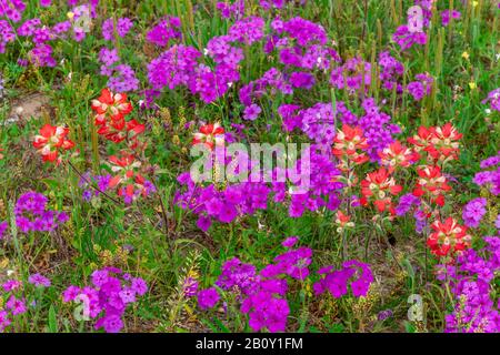 Un campo di fiori selvatici primaverili vicino a San Antonio, Texas, Stati Uniti. Foto Stock