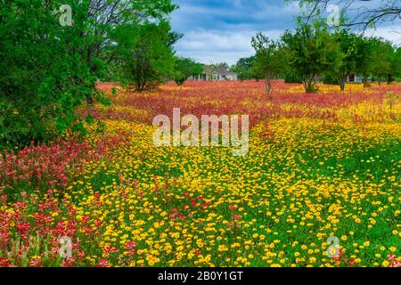 Un campo di fiori selvatici primaverili vicino a San Antonio, Texas, Stati Uniti. Foto Stock