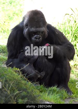 Los Angeles, California, Stati Uniti 21st Febbraio 2020 A West Lowland Gorilla Mother N'djia and new baby Gorilla Angela (Los Angeles, California, USA) il 21 febbraio 2020 presso lo zoo di Los Angeles. Foto Di Barry King/Alamy Live News Foto Stock