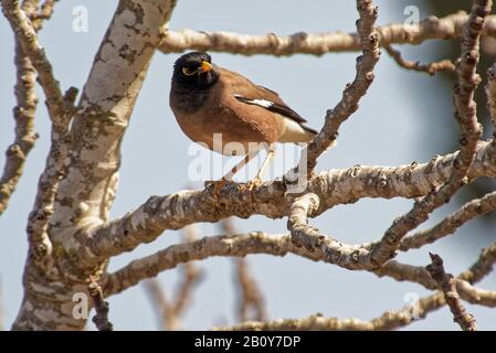 Little Bird Arroccato su un ramo di Branch Tree in una luminosa giornata di sole. Foto Stock