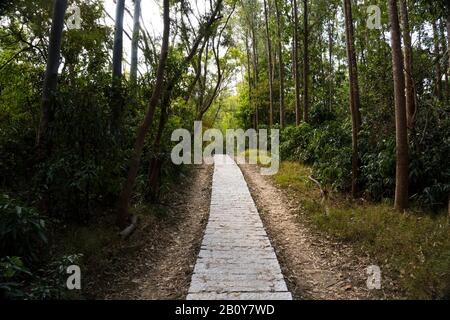 Sentiero, sentiero, strada di campagna, sentiero, vicolo, corsia nella foresta di Hong Kong come sfondo Foto Stock