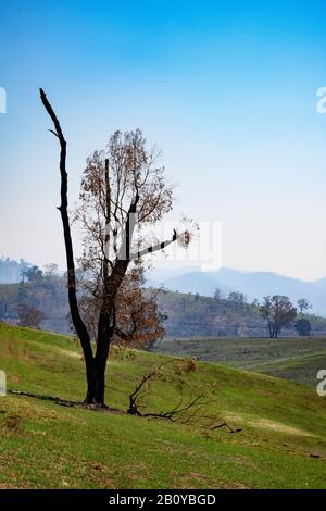 Albero completamente bruciato a seguito degli incendi australiani Foto Stock