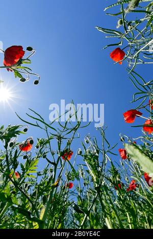 Papaveri contro il cielo blu, Foto Stock