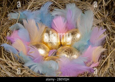 Uova d'oro con piume colorate in un nido. Concetto di pasqua. Foto Stock