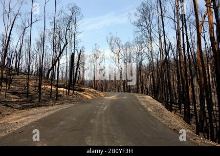 Guida attraverso la devastazione dopo gli incendi estivi australiani Foto Stock