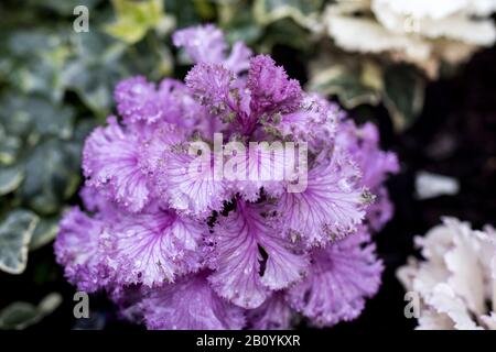 Cavolo decorativo viola e bianco in casse di legno come decorazione delle strade della città Foto Stock