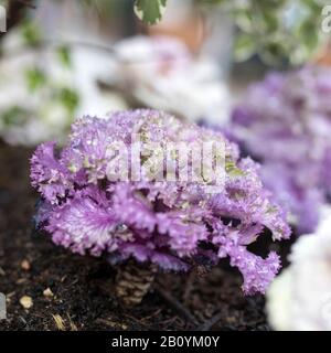 Cavolo decorativo viola e bianco in casse di legno come decorazione delle strade della città Foto Stock