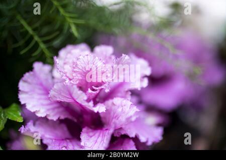 Cavolo decorativo viola e bianco in casse di legno come decorazione delle strade della città Foto Stock