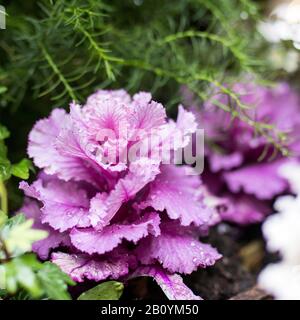 Cavolo decorativo viola e bianco in casse di legno come decorazione delle strade della città Foto Stock