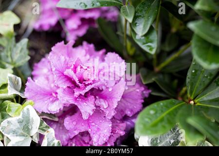 Cavolo decorativo viola e bianco in casse di legno come decorazione delle strade della città Foto Stock