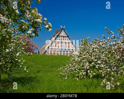 Altländer Hof am Deich nel Regno di Jork, Altes Land, Distretto di Stade, Bassa Sassonia, Germania, Foto Stock