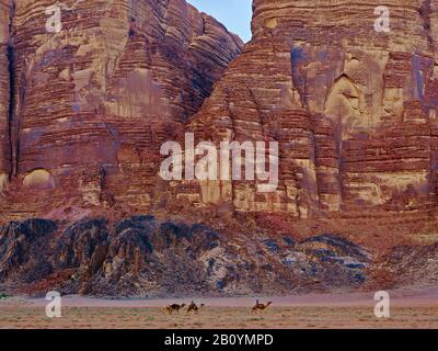 Cammelli di fronte alla parete rocciosa di Wadi Rum, provincia di Aqaba, Giordania, Medio Oriente, Foto Stock