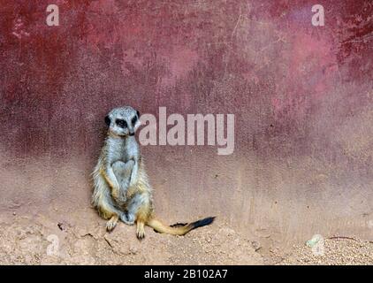 Un Meerkat Dalla Coda Snella allo Zoo di Perth, Australia Occidentale Foto Stock