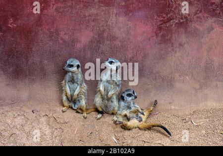 Meerkats Snella-Coda Allo Zoo Di Perth, Australia Occidentale Foto Stock