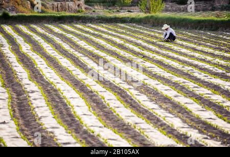 Gli agricoltori nella Provincia di Qinghai. Cina Foto Stock