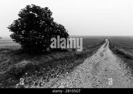 Una strada di campagna di scomparire nella nebbia lontana e la nebbia con un albero sul lato Foto Stock