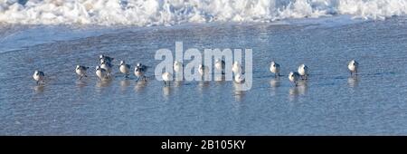 Un gregge di sanderlings mangiare e camminare sulla spiaggia in California Foto Stock