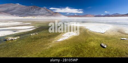 Salar de Aguas Calientes, salino, Atacama, Cile Foto Stock
