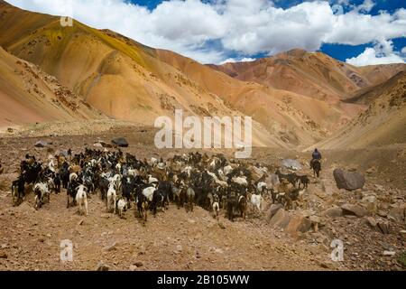 Mandria di capre e pastori nelle alte Ande, Passo Agua Negra, Cile-Argentina Foto Stock