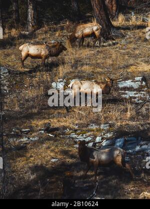 Fauna selvatica in Canada Foto Stock
