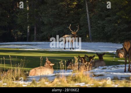 Fauna selvatica in Canada Foto Stock