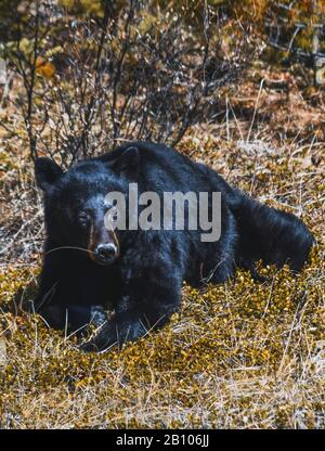Fauna selvatica in Canada Foto Stock