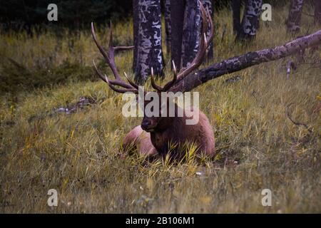 Fauna selvatica in Canada Foto Stock