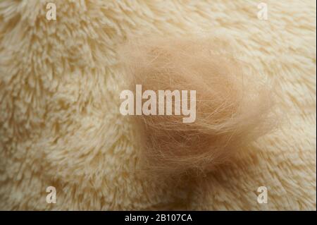 Tema dei capelli in PET Shedding. Capelli di animale marroni sul tappeto Foto Stock