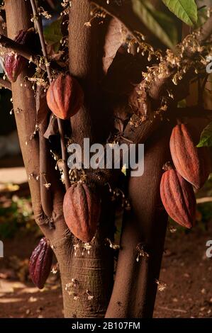 Agricoltura cacao pods tema. Frutti di cacao sull'albero Foto Stock