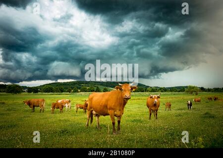 Mucche prima di una forte tempesta nei pressi di Florstadt, Hessen, Germania