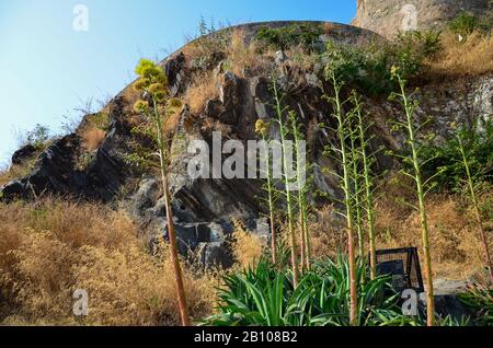 Agave Cactus fiori in un luogo roccioso Foto Stock