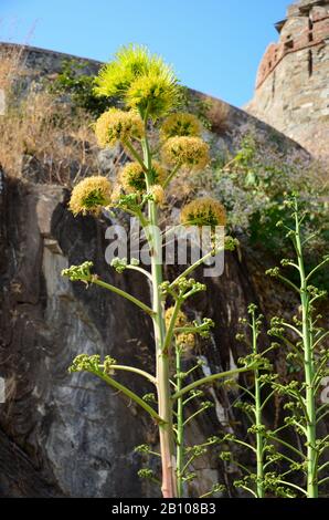 Agave Cactus fiori in un luogo roccioso Foto Stock