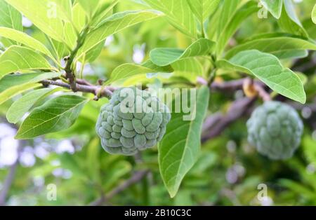 Frutta Tropicale, Mela Custode, Mela Sugar-Apple, Sweetsop O Annona Reticulata Frutti Su Rami Di Albero. Foto Stock