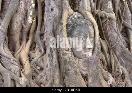 Testa di una statua del Buddha tra le radici di un fico strangolamento, Wat Mahathat Tempio nell'antica città reale di Ayutthaya, Thailandia Foto Stock