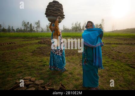 Le donne indiane trasportano il concime essiccato come materiale di riscaldamento, Uttar Pradesh, India Foto Stock