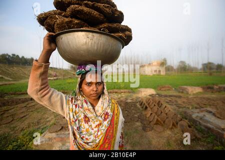 Le donne indiane trasportano il concime essiccato come materiale di riscaldamento, Uttar Pradesh, India Foto Stock