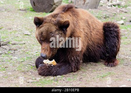 Un grosso orso bruno mangia il pane in uno zoo. Animali Foto Stock
