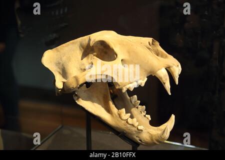 Il cranio del leone barbaio al National History Museum di Londra, Regno Unito Foto Stock