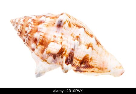 conchiglia di mollusco marino isolato su sfondo bianco Foto Stock